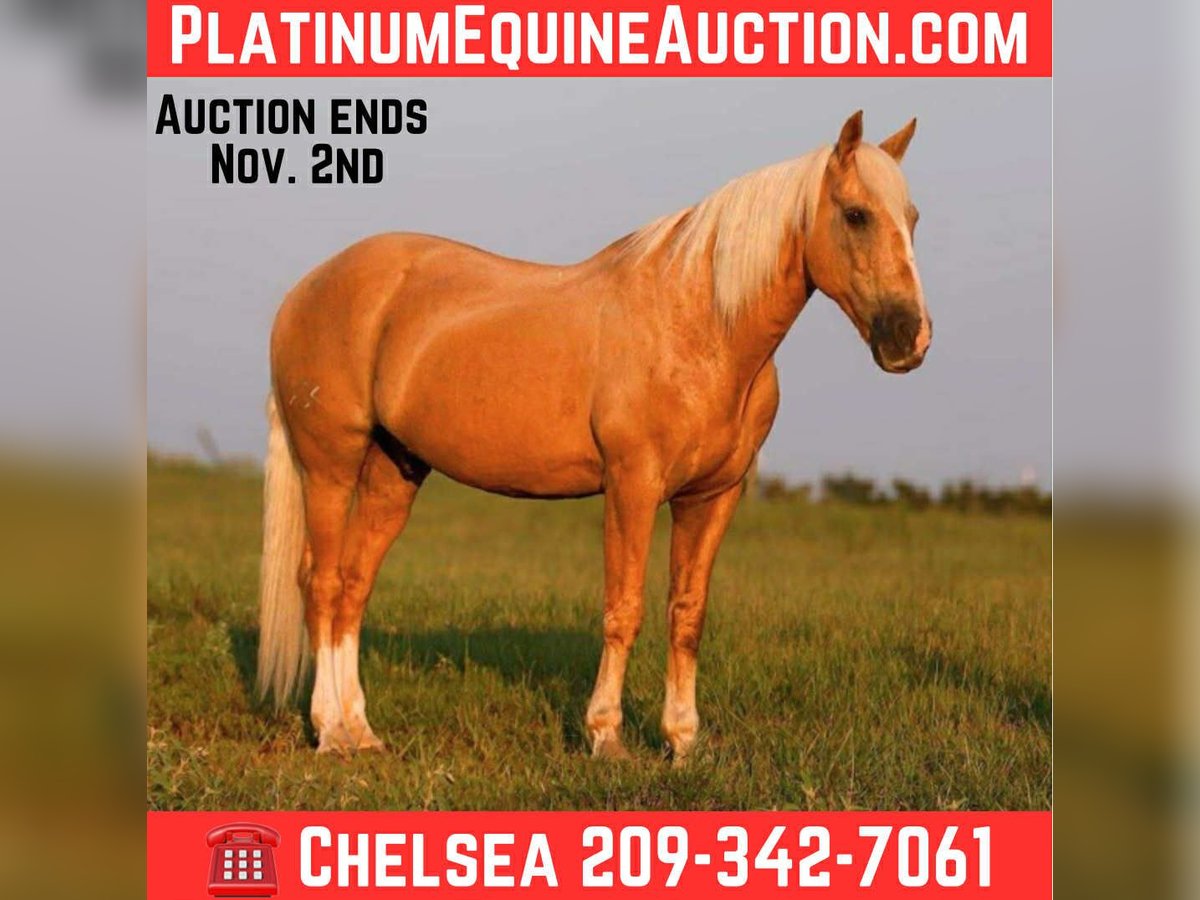 American Quarter Horse Wallach 11 Jahre 152 cm Palomino in Mt Vernon TX
