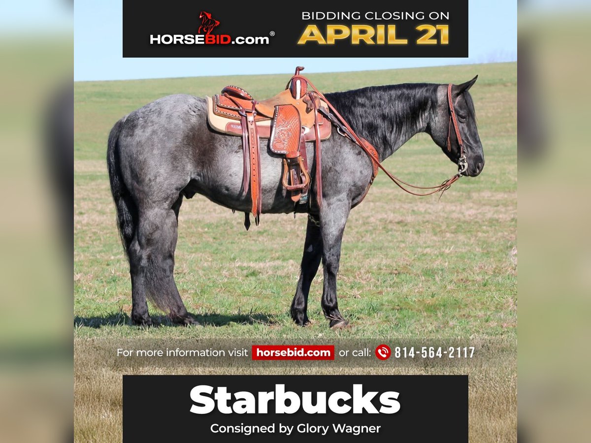 American Quarter Horse Wallach 11 Jahre 152 cm in Clarion, PA