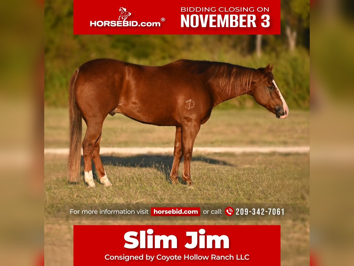 American Quarter Horse Wallach 11 Jahre 152 cm Rotfuchs in Waco American Quarter Horse Wallach 11 Jahre 152 cm Rotfuchs in Waco