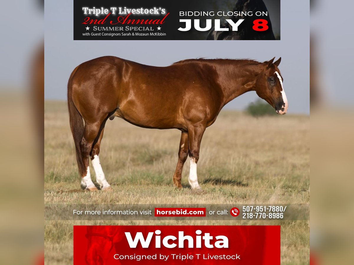 American Quarter Horse Wallach 11 Jahre 152 cm Rotfuchs in Nevis, MN