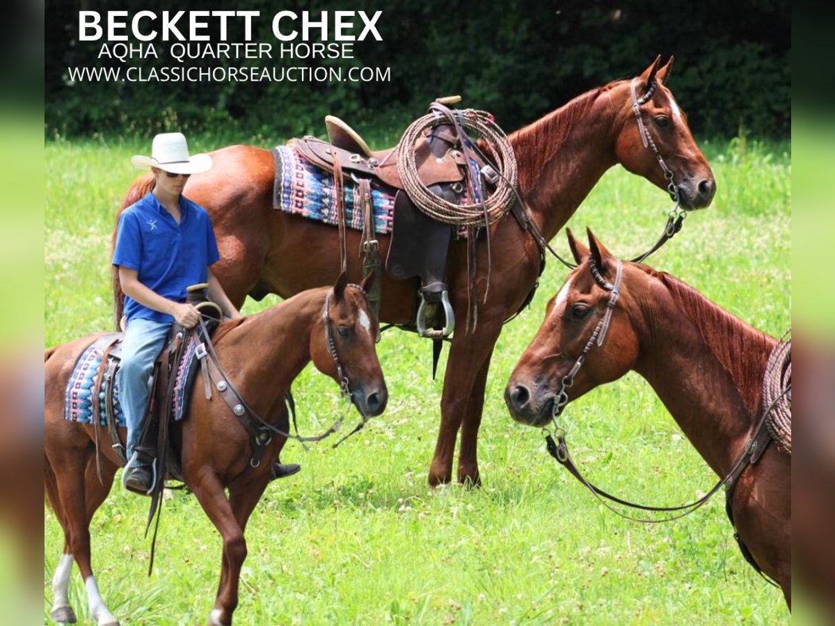 American Quarter Horse Wallach 11 Jahre 152 cm Rotfuchs in Tompkinsville, KY