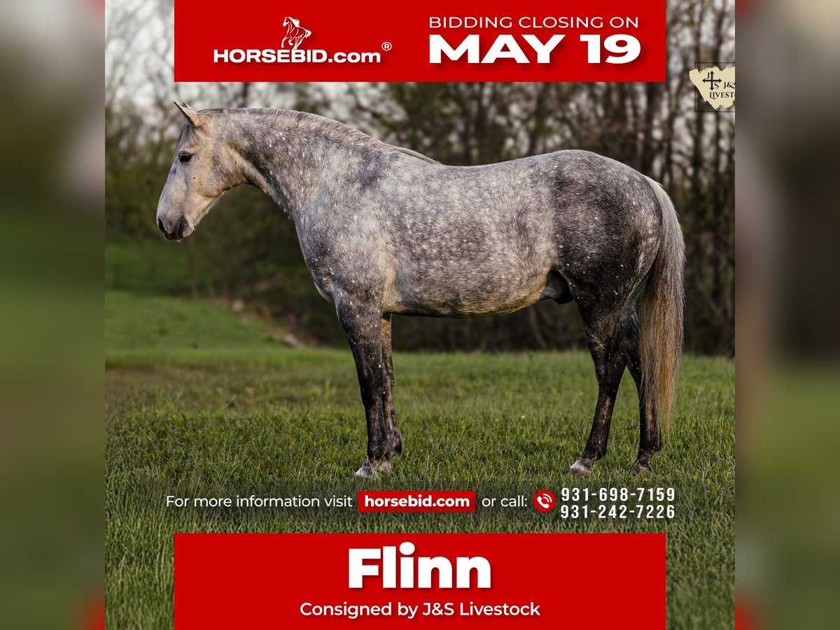 American Quarter Horse Wallach 11 Jahre 152 cm Schimmel in Santa Fe, TN