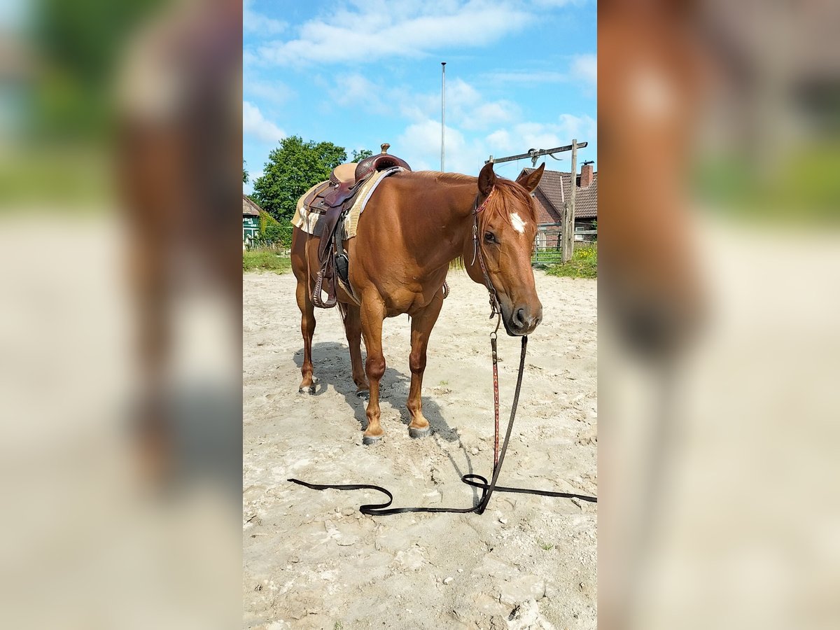 American Quarter Horse Wallach 11 Jahre 154 cm Fuchs in Zetel