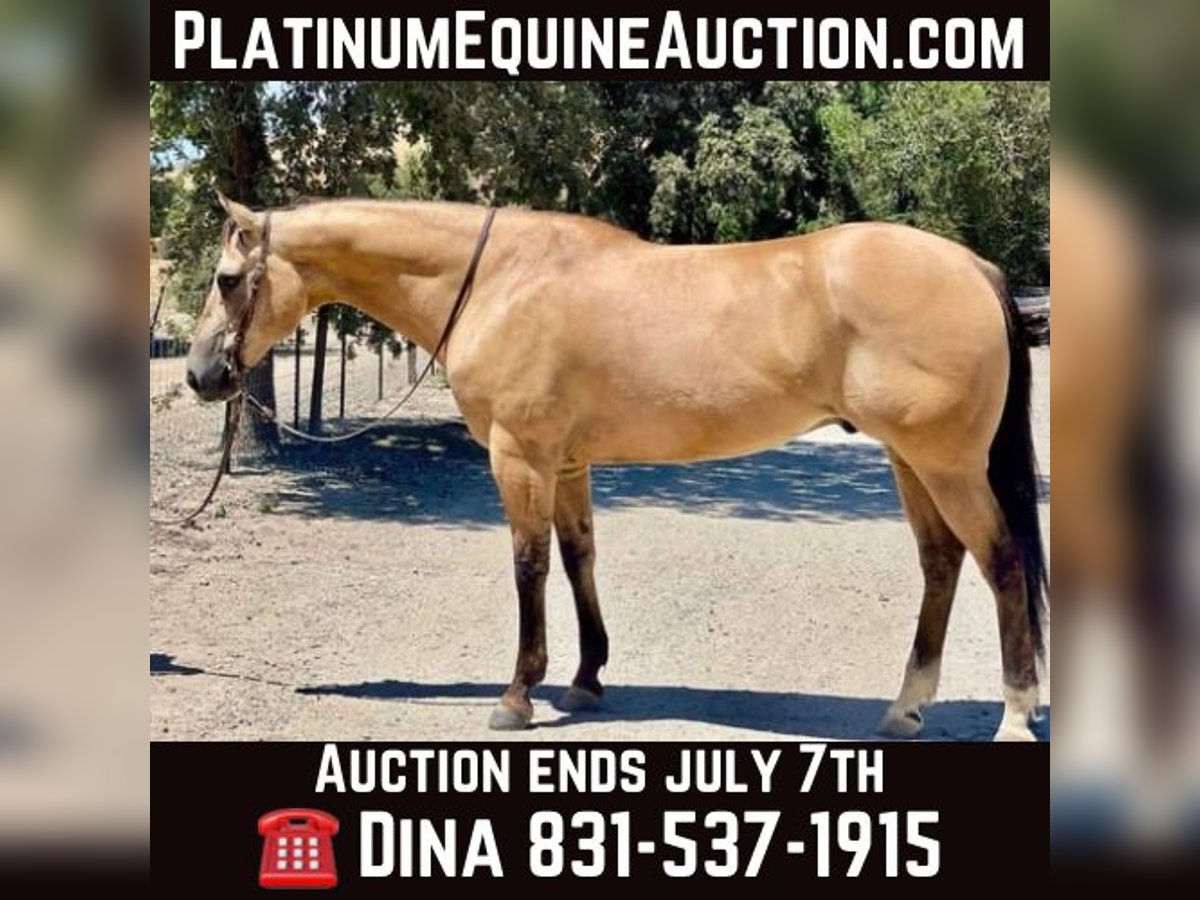 American Quarter Horse Wallach 11 Jahre 155 cm Buckskin in Paicines CA