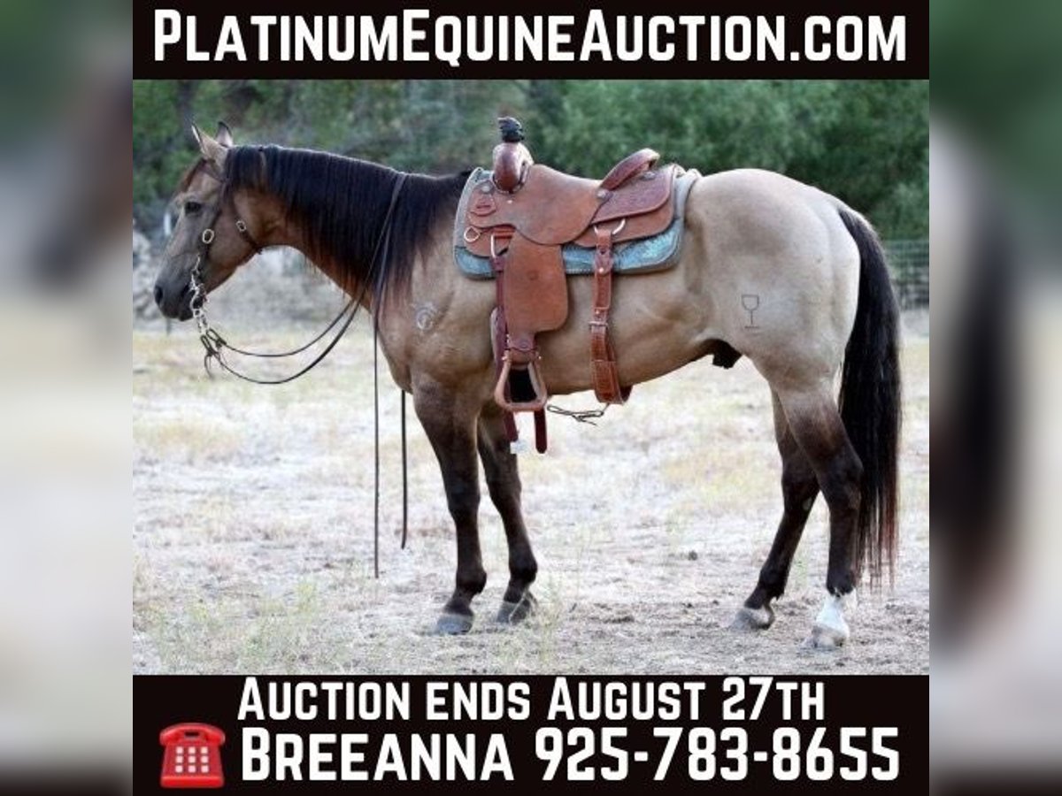 American Quarter Horse Wallach 11 Jahre 155 cm Buckskin in Valley Springs SD