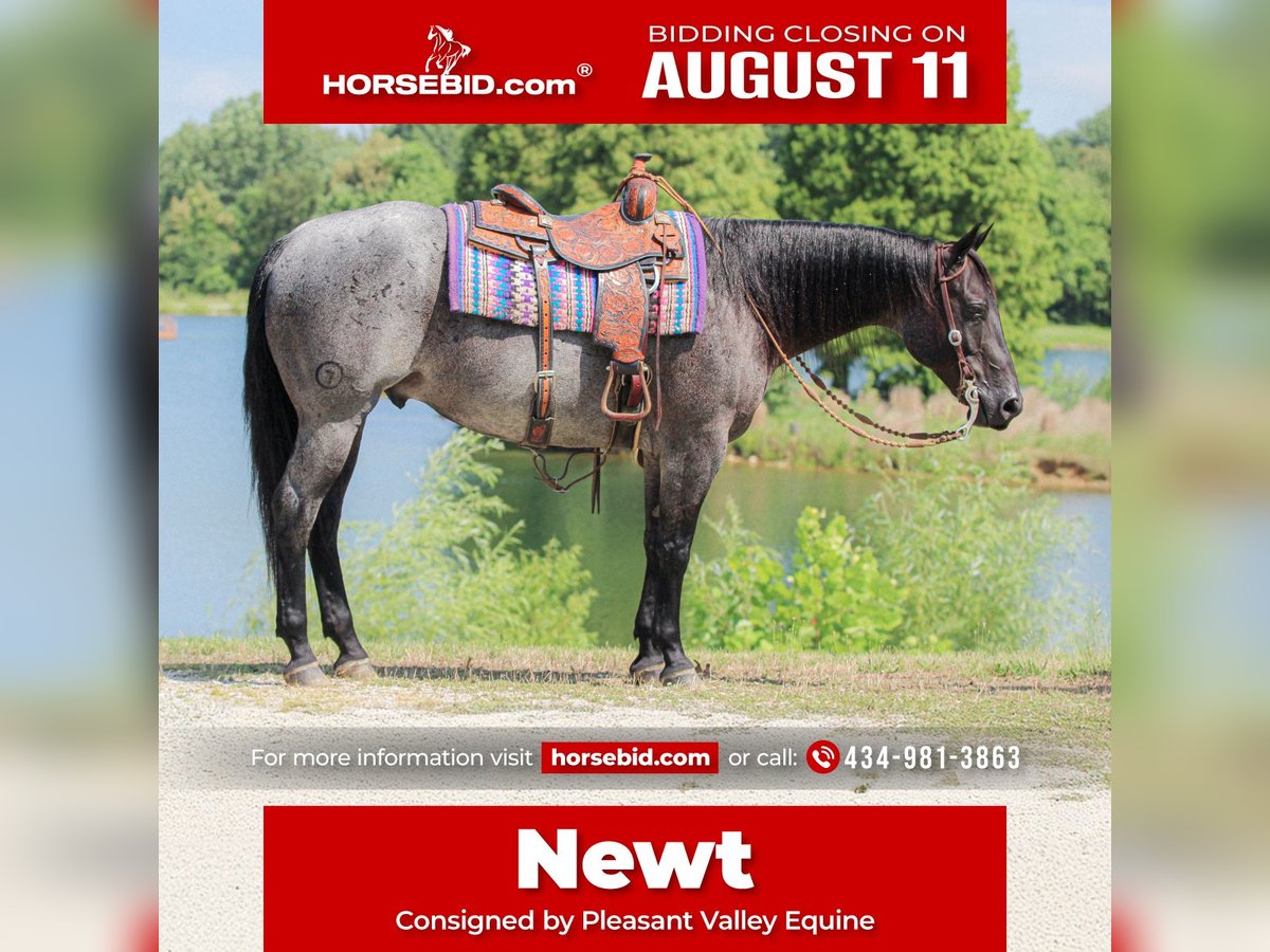 American Quarter Horse Wallach 11 Jahre 155 cm Roan-Blue in Robards, KY