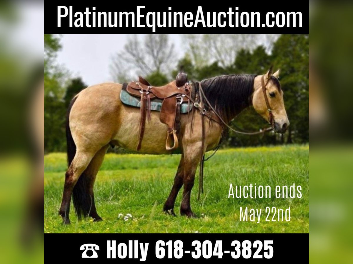 American Quarter Horse Wallach 11 Jahre 157 cm Buckskin in Greeneville KY