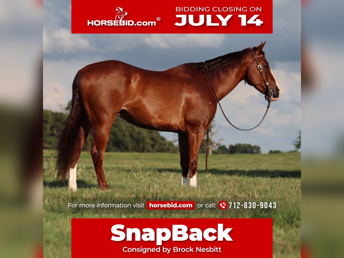 American Quarter Horse Wallach 11 Jahre 160 cm Rotfuchs in Stephenville, TX