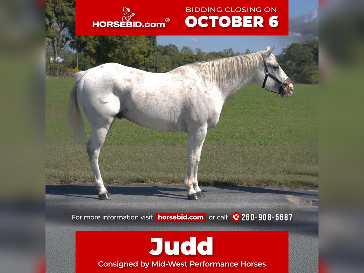 American Quarter Horse Wallach 11 Jahre 160 cm Schimmel in Saint Joe