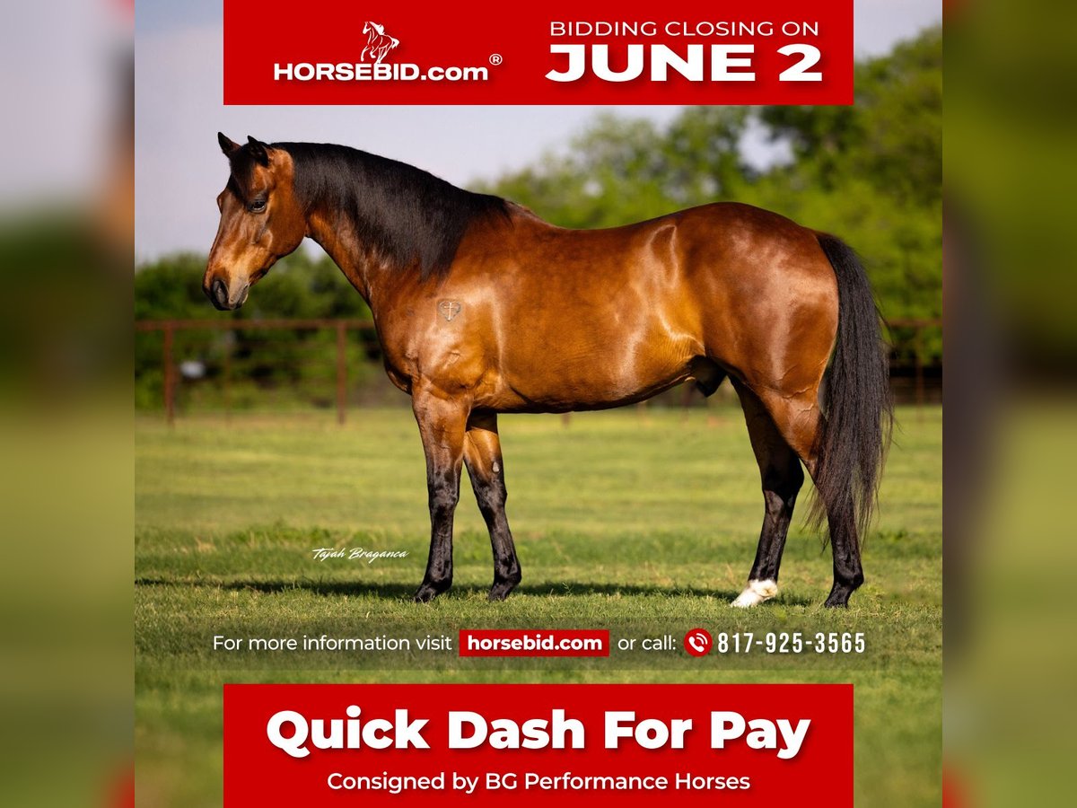 American Quarter Horse Wallach 11 Jahre 163 cm Rotbrauner in Weatherford, TX