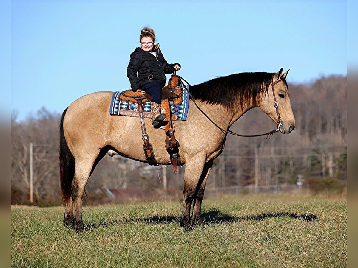 American Quarter Horse Wallach 11 Jahre 165 cm Buckskin in Mount Vernon