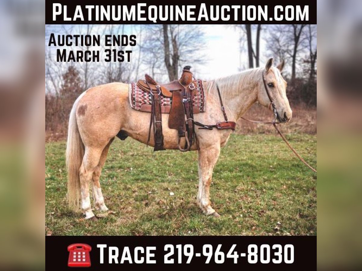 American Quarter Horse Wallach 11 Jahre Palomino in North Judson IN