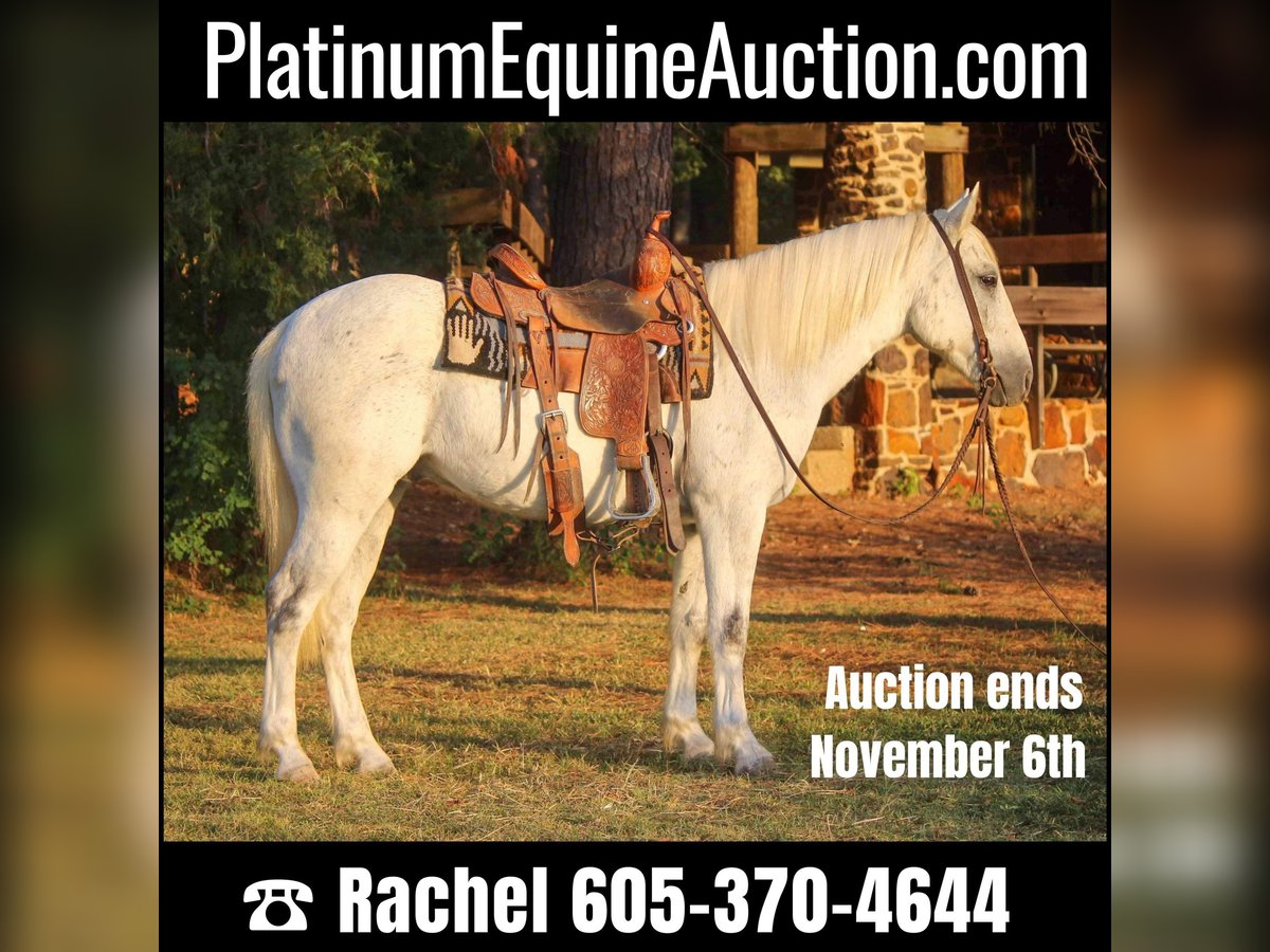 American Quarter Horse Wallach 11 Jahre Schimmel in Rusk TX