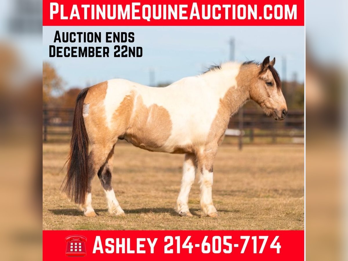 American Quarter Horse Wallach 12 Jahre 137 cm Tobiano-alle-Farben in Weatherford TX