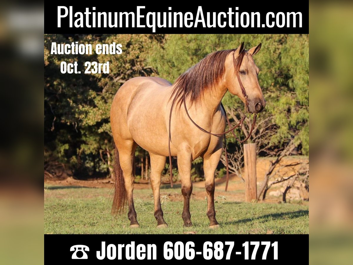 American Quarter Horse Wallach 12 Jahre 145 cm Buckskin in Cleburne, TX