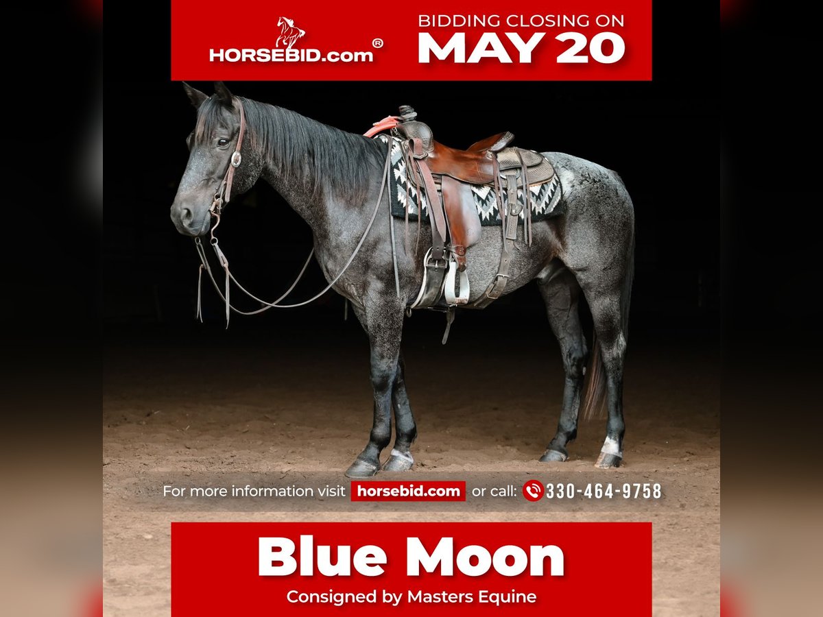American Quarter Horse Wallach 12 Jahre 147 cm Roan-Blue in Dalton