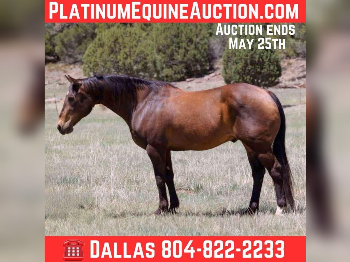 American Quarter Horse Wallach 12 Jahre 147 cm Rotbrauner in Camp Verde AZ