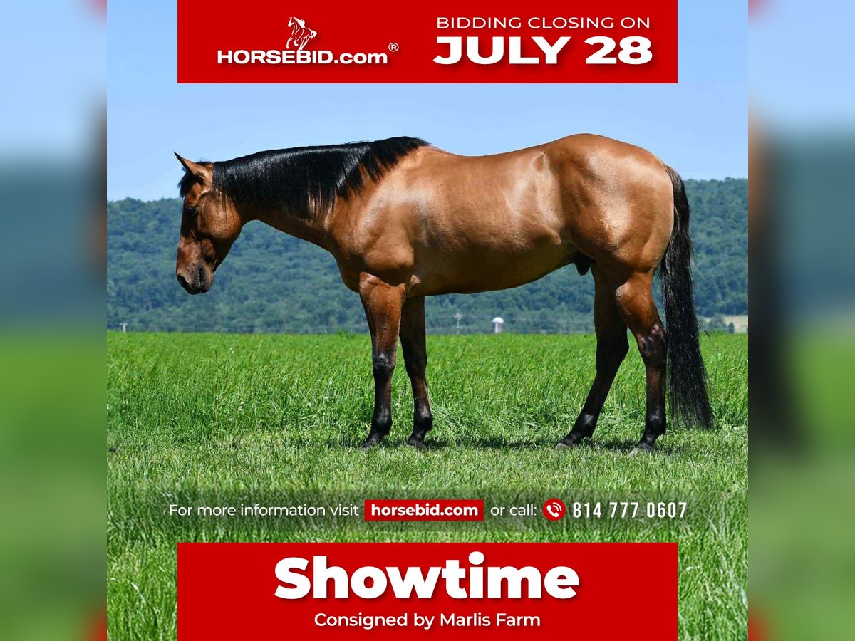 American Quarter Horse Wallach 12 Jahre 150 cm Falbe in Rebersburg