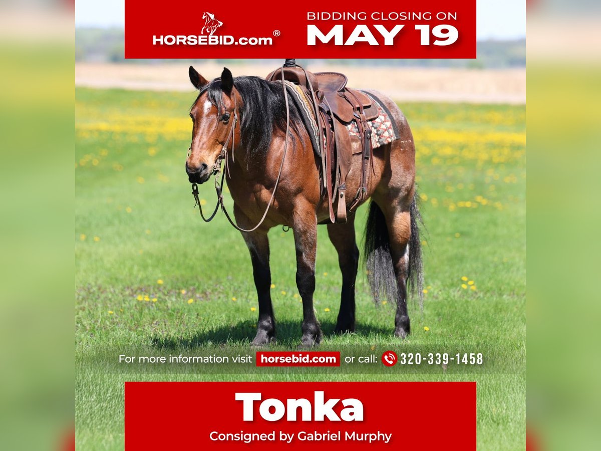 American Quarter Horse Wallach 12 Jahre 150 cm Roan-Bay in Cannon Falls, MN