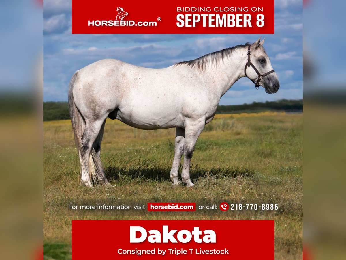American Quarter Horse Wallach 12 Jahre 150 cm Schimmel in Nevis, MN