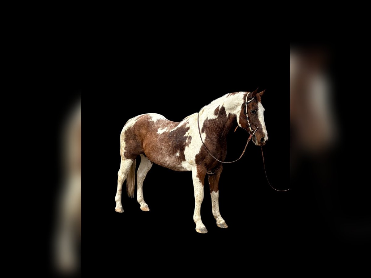 American Quarter Horse Wallach 12 Jahre 152 cm Overo-alle-Farben in Fort Collins