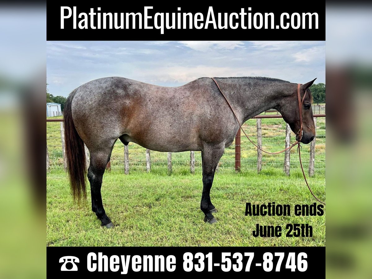 American Quarter Horse Wallach 12 Jahre 152 cm Roan-Blue in Weatherford TX