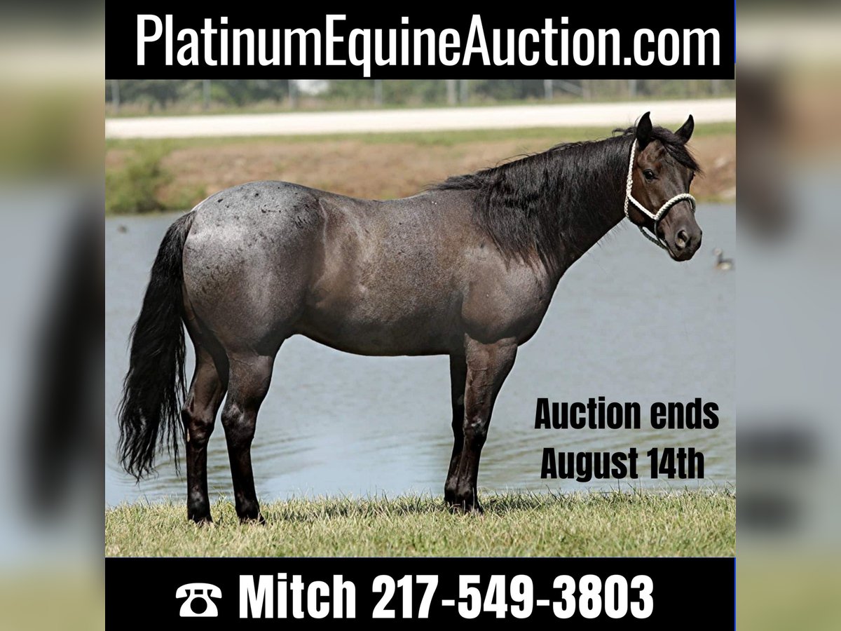 American Quarter Horse Wallach 12 Jahre 152 cm Roan-Blue in Charleston IL
