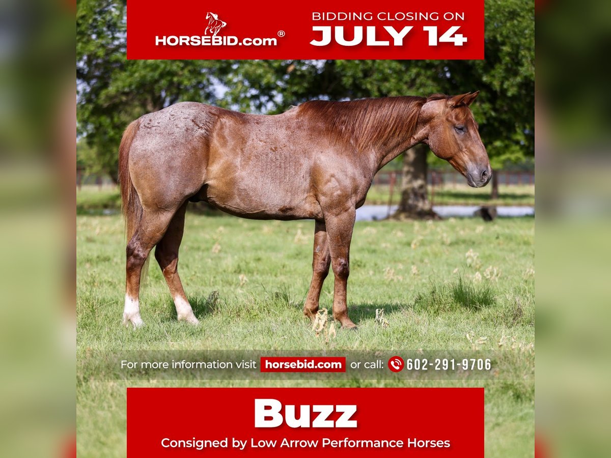 American Quarter Horse Wallach 12 Jahre 152 cm Roan-Red in Stephenville