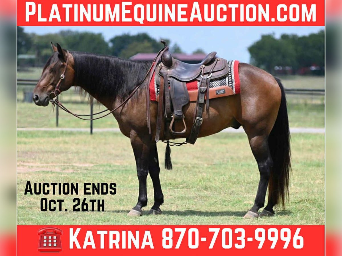 American Quarter Horse Wallach 12 Jahre 152 cm Rotbrauner in Arkadelphia AR