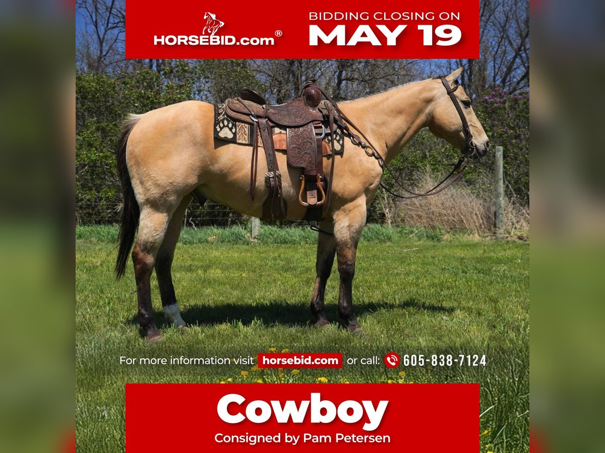 American Quarter Horse Wallach 12 Jahre 155 cm Buckskin in Corsica, SD