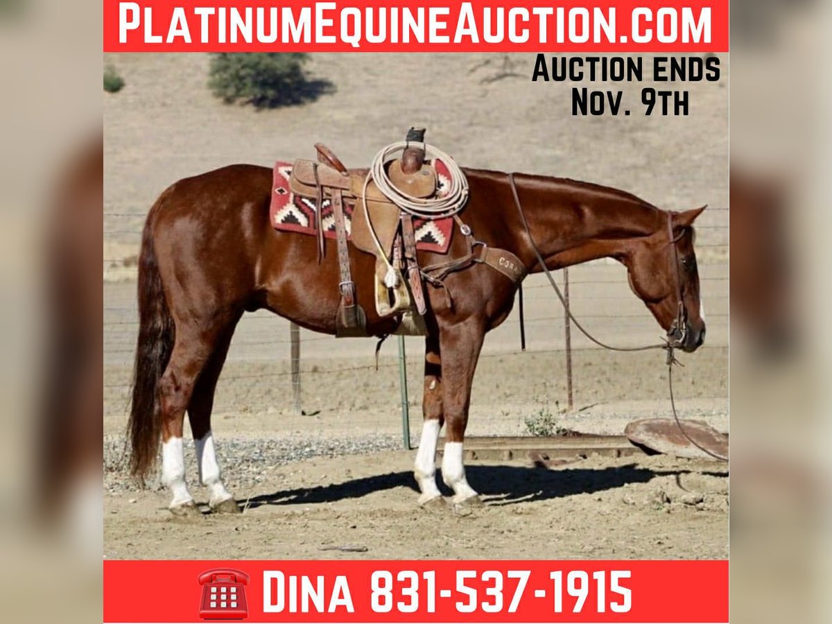 American Quarter Horse Wallach 12 Jahre 155 cm Dunkelfuchs in Paicines CA