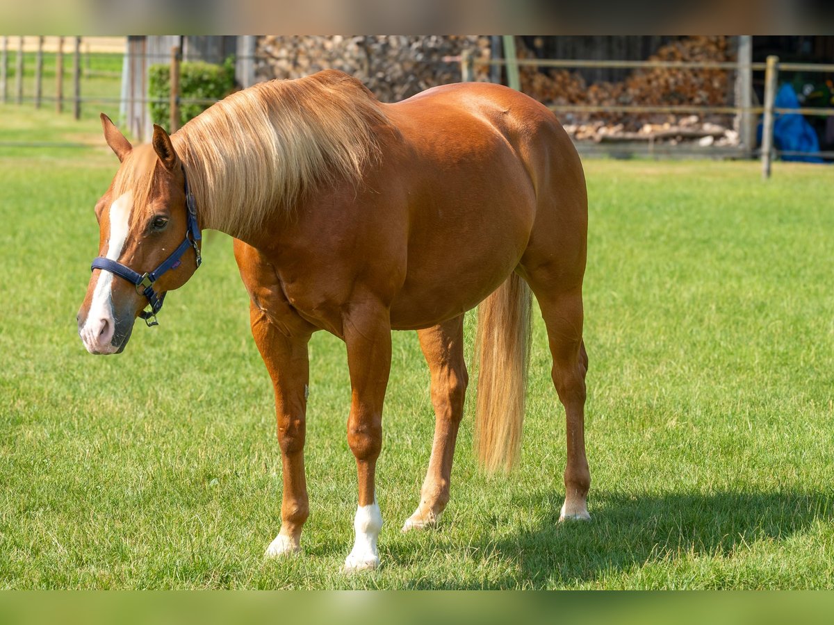 American Quarter Horse Wallach 12 Jahre 155 cm Dunkelfuchs in Poing