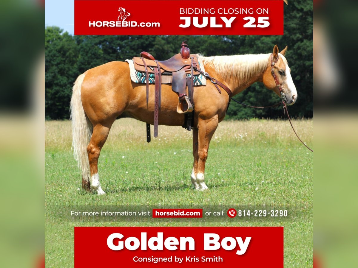 American Quarter Horse Mix Wallach 12 Jahre 155 cm Palomino in Clarion, PA