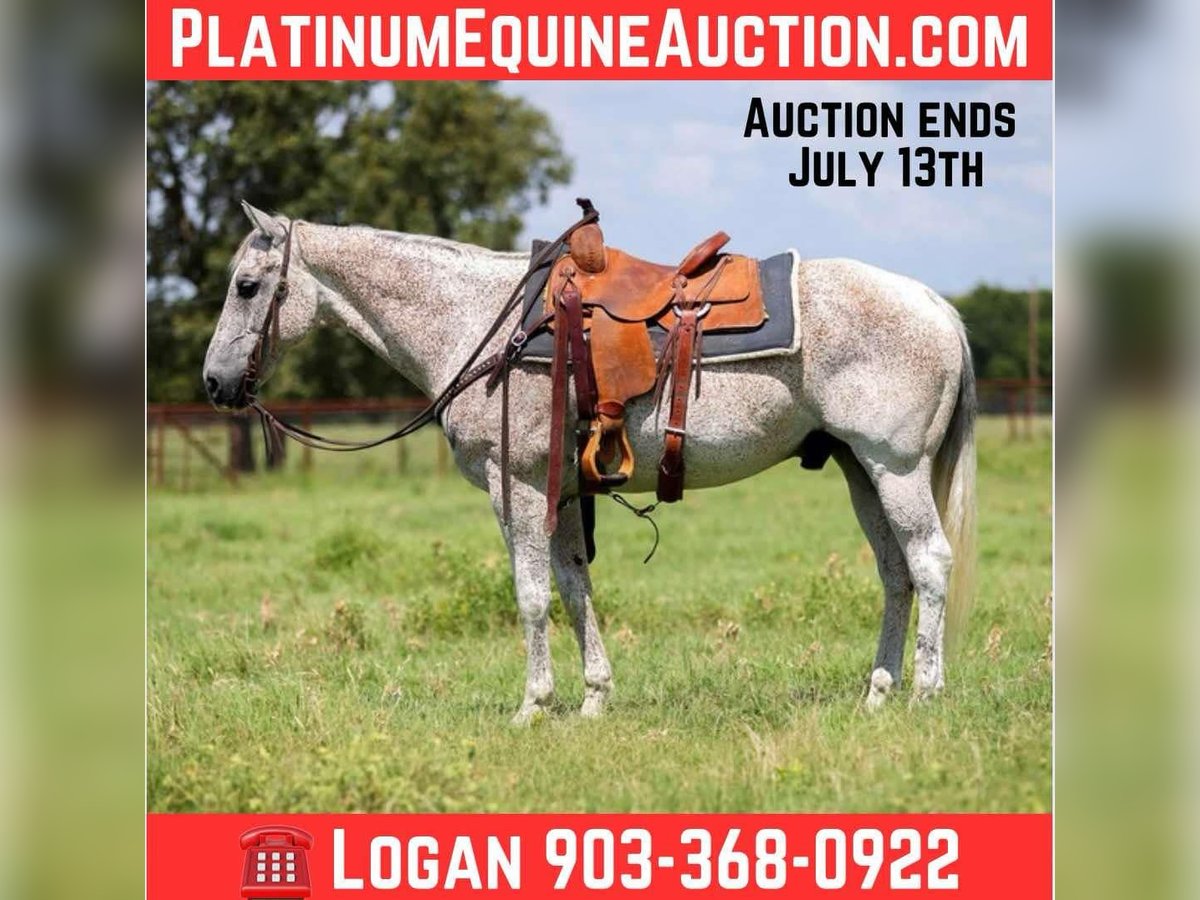 American Quarter Horse Wallach 12 Jahre 155 cm Schimmel in Canton TX
