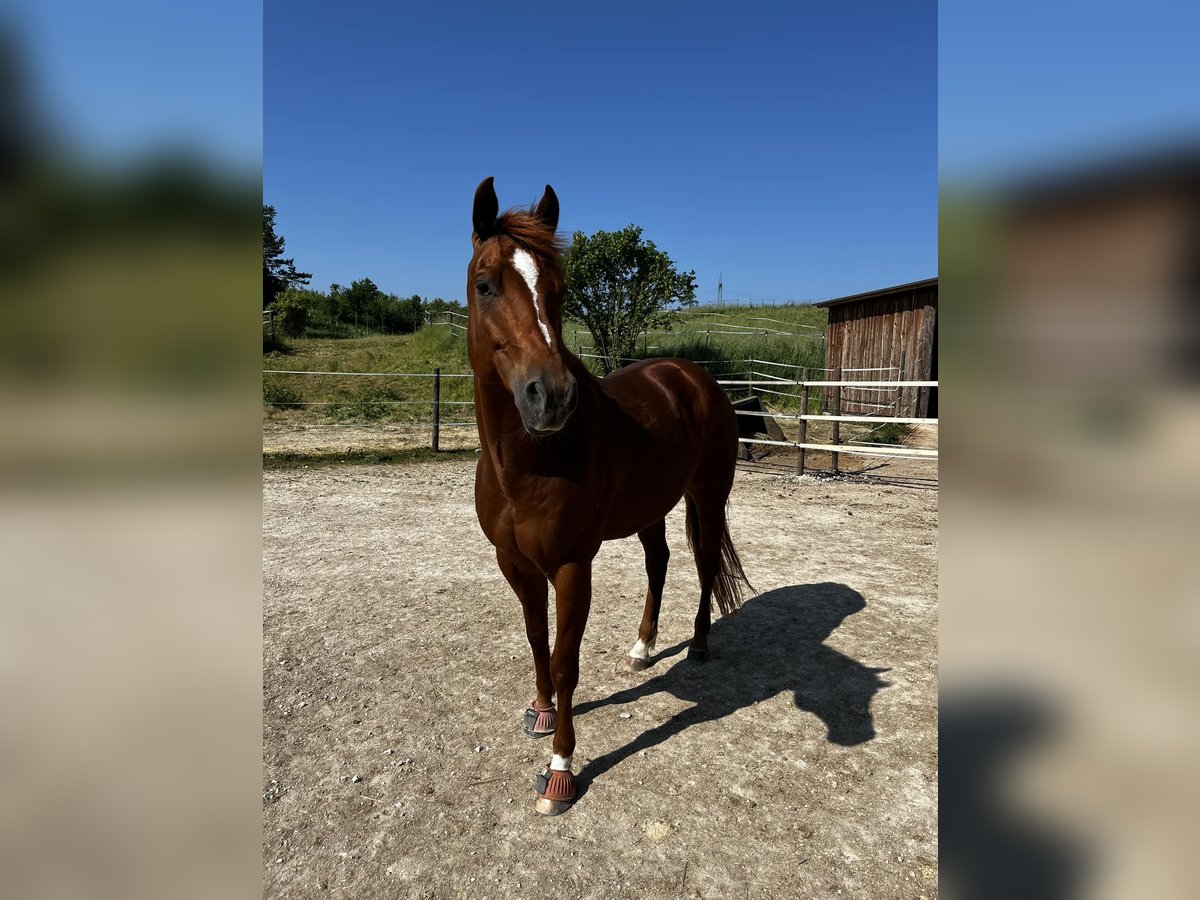 American Quarter Horse Wallach 12 Jahre 160 cm Fuchs in Beimerstetten