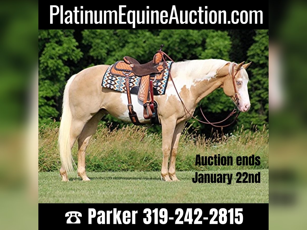 American Quarter Horse Wallach 12 Jahre 160 cm Overo-alle-Farben in Brodhead KY