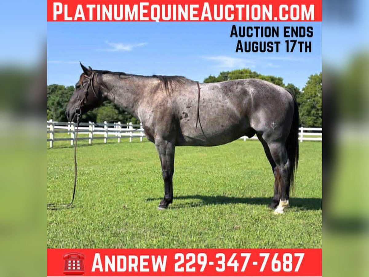 American Quarter Horse Wallach 12 Jahre 160 cm Roan-Bay in Dawson GA