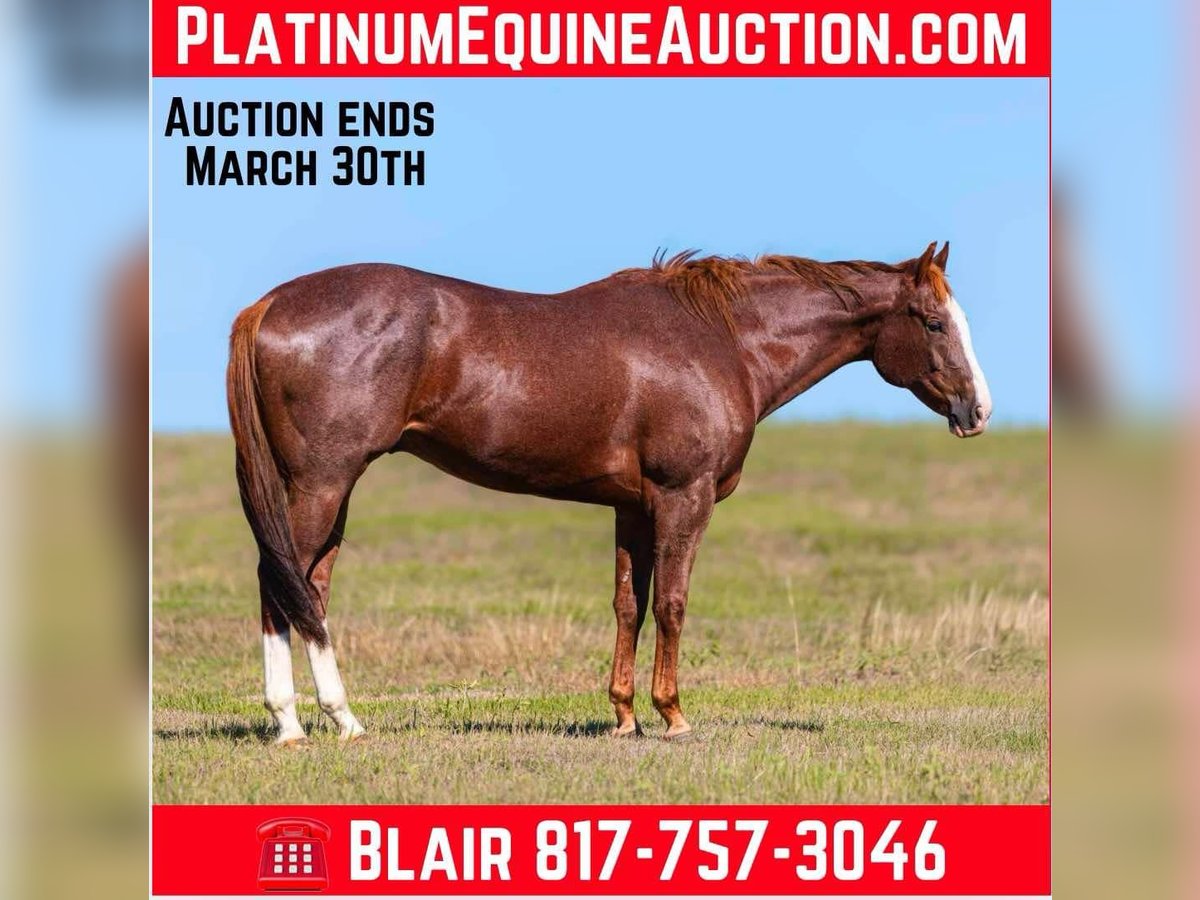 American Quarter Horse Wallach 12 Jahre 163 cm Dunkelfuchs in Weatherford Tx