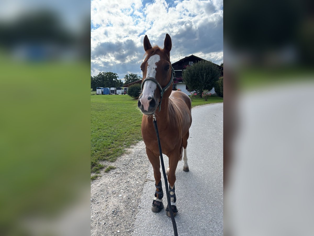 American Quarter Horse Wallach 12 Jahre in Raisting