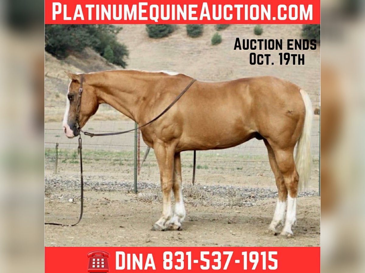 American Quarter Horse Wallach 12 Jahre Palomino in Paicines, ca