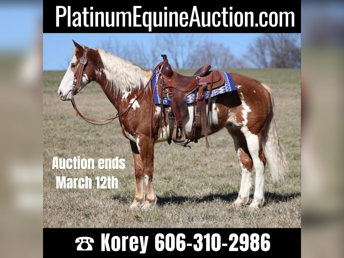American Quarter Horse Wallach 12 Jahre Rotfuchs in Whitley City KY