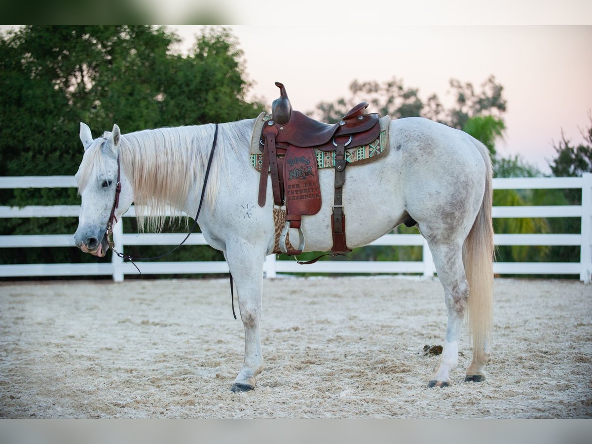 American Quarter Horse Wallach 12 Jahre Schimmel in Murrieta, CA