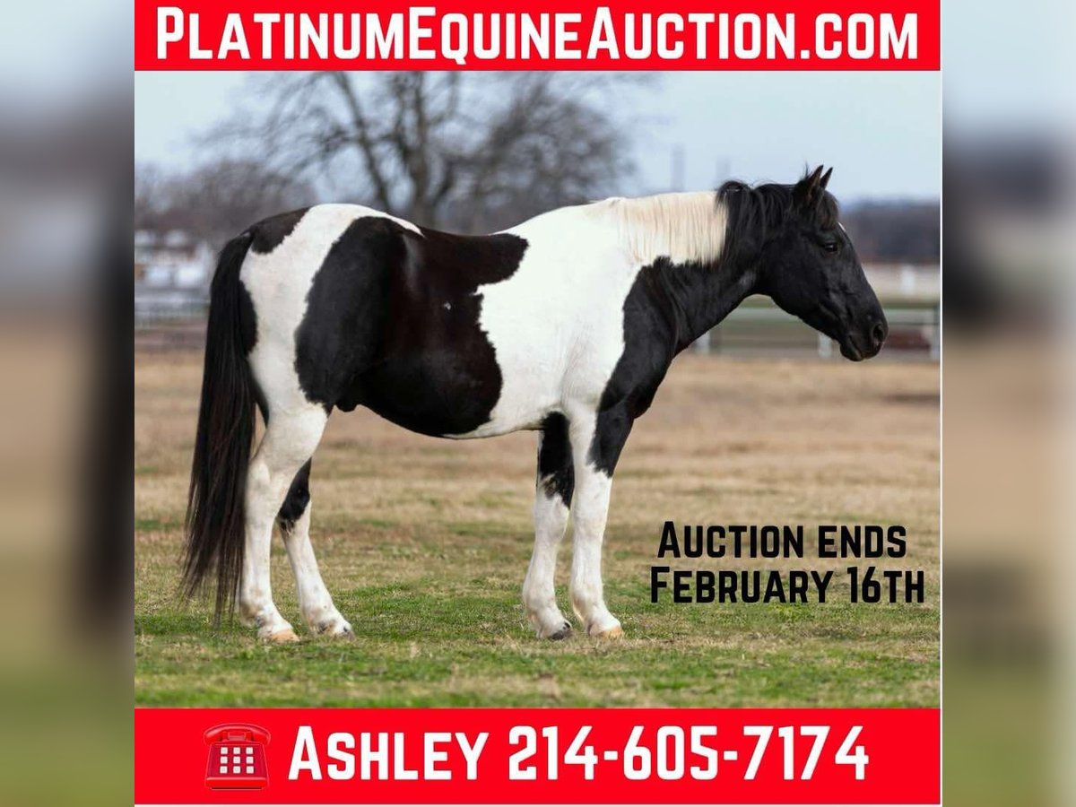 American Quarter Horse Wallach 12 Jahre Tobiano-alle-Farben in Weatherford TX