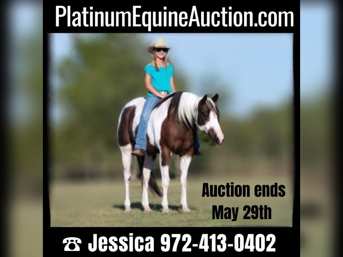 American Quarter Horse Wallach 12 Jahre Tobiano-alle-Farben in Raveena, TX