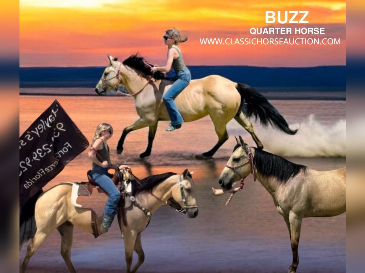 American Quarter Horse Wallach 13 Jahre 142 cm in Fort Pierce, FL