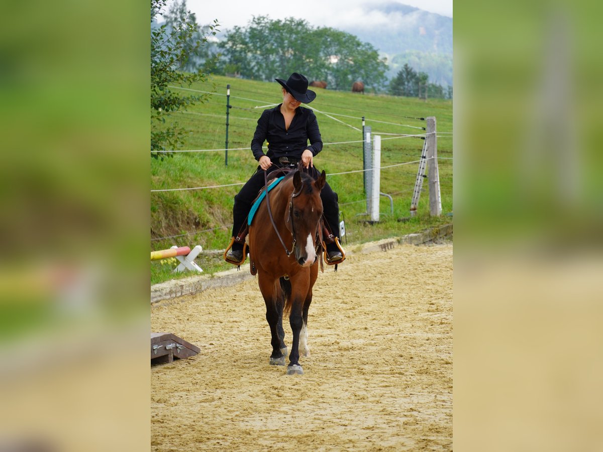 American Quarter Horse Wallach 13 Jahre 147 cm Brauner in Wernetshausen