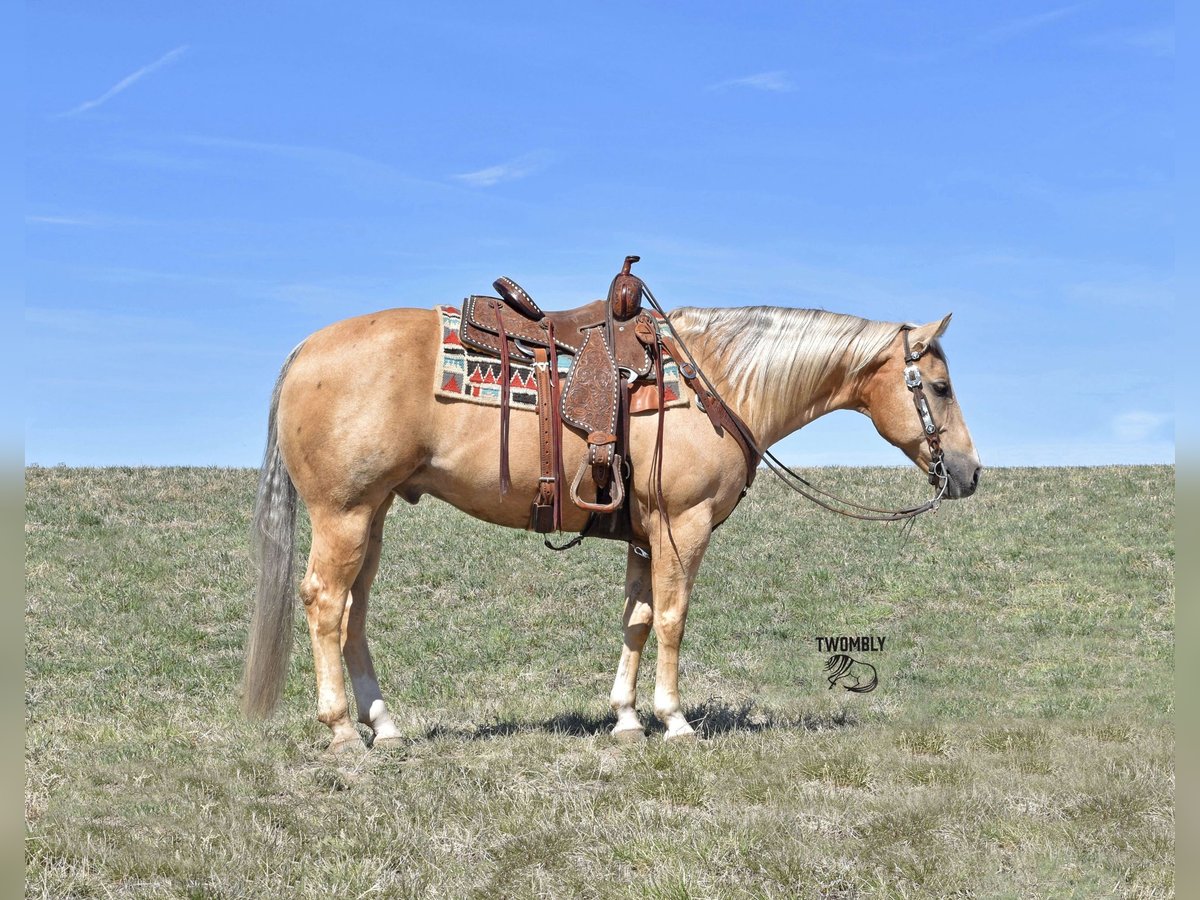 American Quarter Horse Wallach 13 Jahre 147 cm Palomino in Bayard, Nebraska