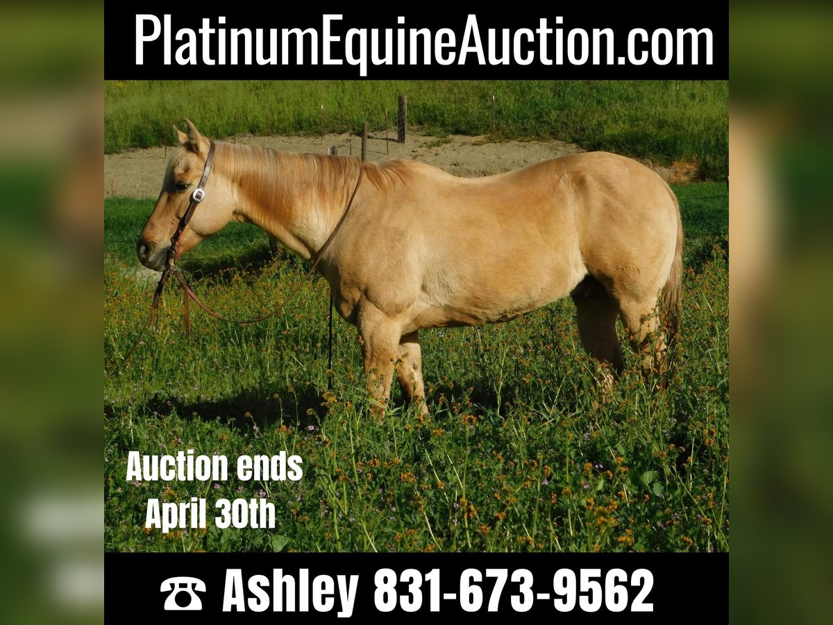 American Quarter Horse Wallach 13 Jahre 150 cm Palomino in pAICINES, ca