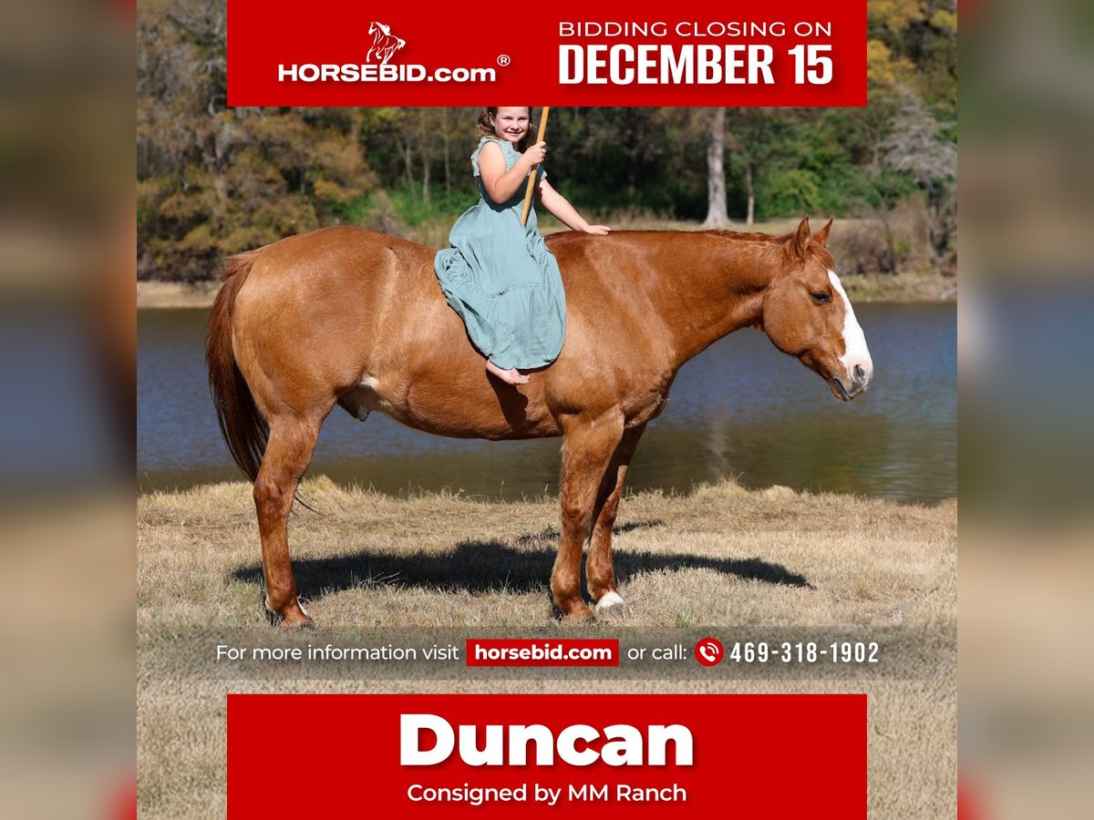 American Quarter Horse Wallach 13 Jahre 150 cm Red Dun in Forney
