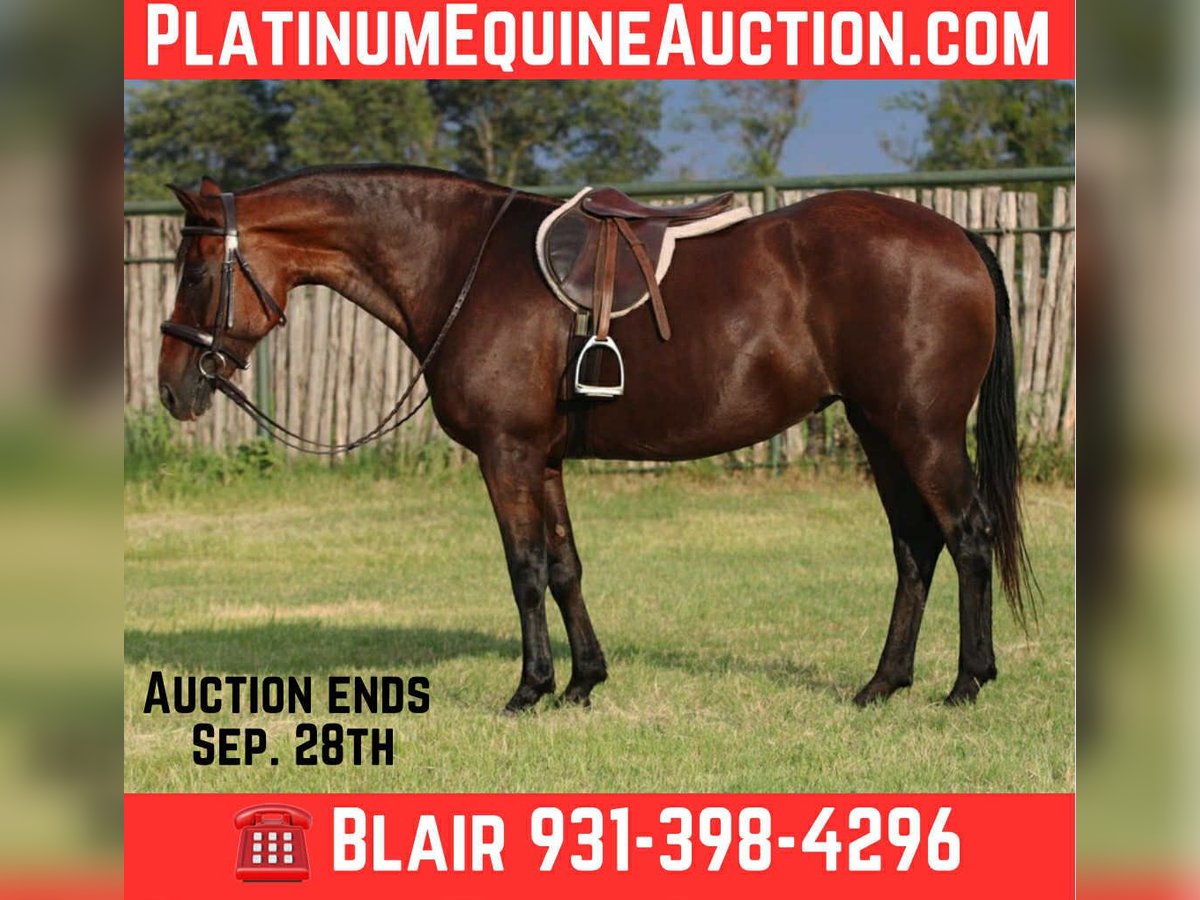 American Quarter Horse Wallach 13 Jahre 150 cm Rotbrauner in Stephenville TX